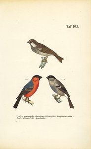 Spanish Sparrow and Eurasian Bullfinch by J. W. Tenhaeff