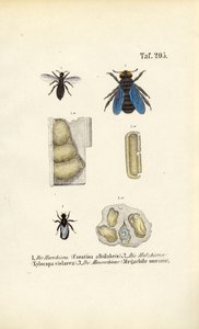 Specialized Bee Species and Their Nest Structures