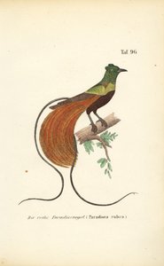 The Red Bird-of-Paradise by J. W. Tenhaeff