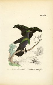 The Superb Bird-of-Paradise by J. W. Tenhaeff