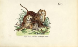 Tigers, Male and Female
