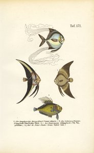 Tropical Ornamental Fish by J. W. Tenhaeff