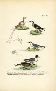 Tropical Seabirds: Tropicbird, Skimmer, Tern and Black-headed Gull