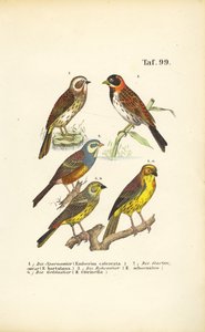 Various Bunting Species by J. W. Tenhaeff