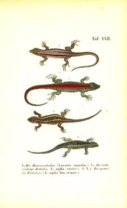 Various European Lizard Species by J. W. Tenhaeff