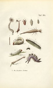 Various Insect Larvae and Their Morphology by J. W. Tenhaeff
