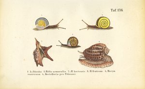 Various Land and Sea Snails