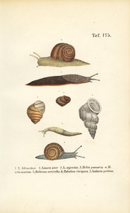 Various Snail Species
