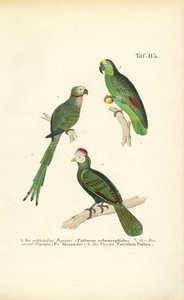 Various Tropical Parrot Species