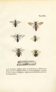 Various Wild Bee Species of Central Europe