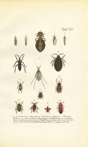Various Parasites and True Bugs by J. W. Tenhaeff