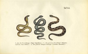 Venomous Snakes: Indian Cobra, Fer-de-lance and Timber Rattlesnake by J. W. Tenhaeff