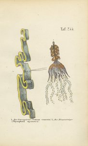 Venus Girdle and Bladderwort by J. W. Tenhaeff