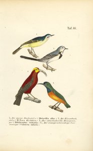 Wagtails and Exotic Sunbirds by J. W. Tenhaeff