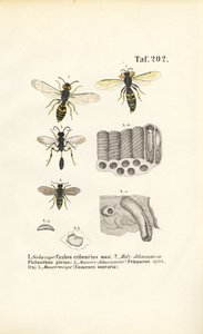 Wasps and Their Nest Constructions