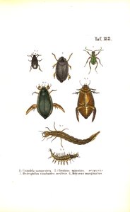 Water Beetles and Ground Beetles with Developmental Stages by J. W. Tenhaeff