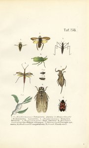 Water Bugs and Other Insects by J. W. Tenhaeff