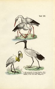 White Stork, Spoonbill and Sacred Ibis