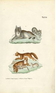 Wolf and Fox with Their Young by J. W. Tenhaeff