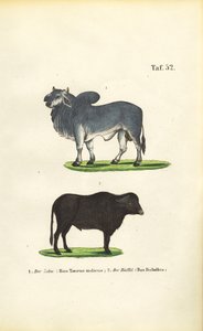 Zebu and Buffalo by J. W. Tenhaeff