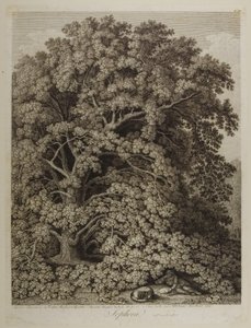 Sophora