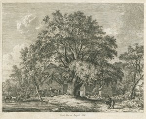Blithfield - Wych Elm by Jacob George Strutt