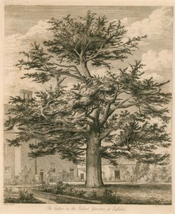 The Cedar in the Palace Garden at Enfield, Middlesex by Jacob George Strutt