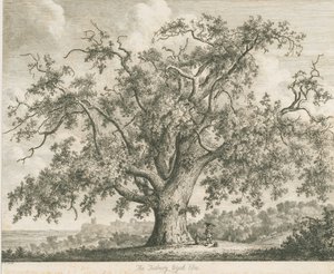 Tutbury - "Wych Elm": etching, nd [c.1820] by Jacob George Strutt