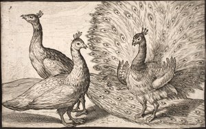 Three Peacocks by Jacob Matham