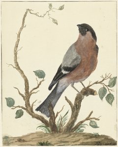Bullfinch by Jacob Perkois