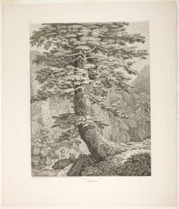 Fir Tree by Jacob Philipp Hackert