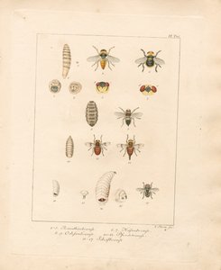 Various Fly Species and Their Developmental Stages