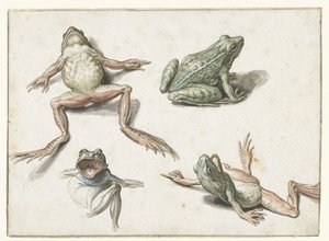 Four Studies of a Frog by Jacob de Gheyn (II)