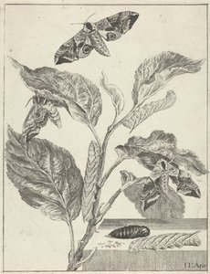 Leaves with Caterpillars and Butterflies by Jacob l
