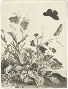 Plants with Butterflies and Caterpillars by Jacob l