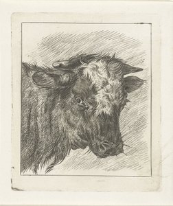 Head of a Cow with White Spot by Jacobus Cornelis Gaal