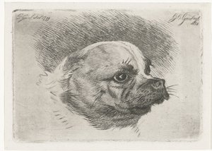 Head of a Pug by Jacobus Cornelis Gaal