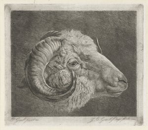 Head of a Ram with Curved Horn by Jacobus Cornelis Gaal