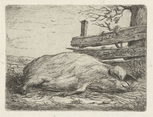 Lying Wild Boar