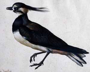 Tringa vanellus (Lapwing) by Jacopo Ligozzi