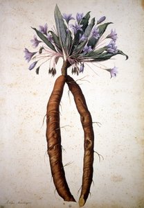 Unknown Image by Jacopo Ligozzi