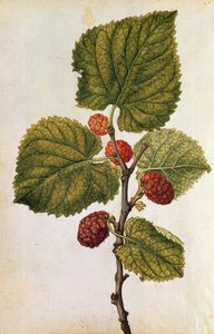 Mulberry: Morus Nigra, c.1568 by Jacques (1533-88) Le Moyne