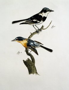 Male and female of Pririt Batis (Batis pririt) by Jacques (after) Barraband