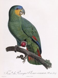 Female of the Douro-Couraou Parrot