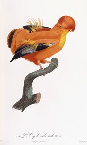 Male Cock-of-the-rock by Jacques Barraband