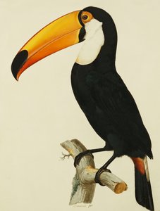 The Toco Toco Toucan