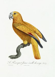 Yellow and Red Parrot