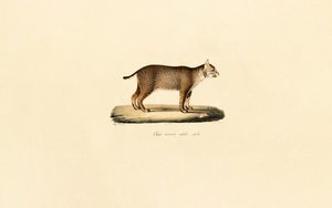 Adult Bobcat