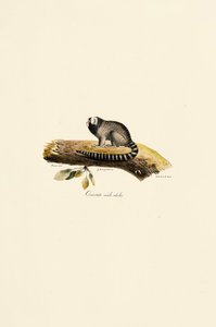 Adult Male Common Marmoset by Jacques Christophe Werner