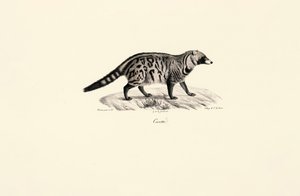 African Civet